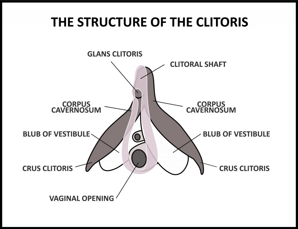 clitoris structuur